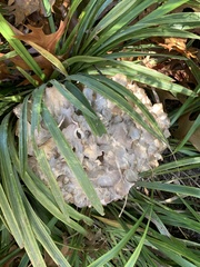 Sparassis spathulata