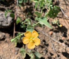 Abutilon parvulum