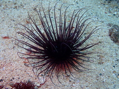 Botruanthus benedeni