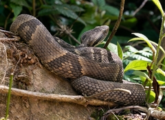 Bothrops jararaca