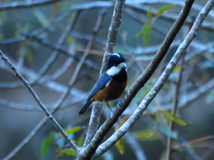 Sittiparus castaneoventris