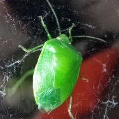 Glaucias
