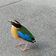 Pitta moluccensis