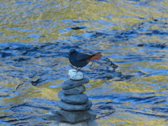 Phoenicurus fuliginosus