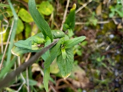 Brassica rapa