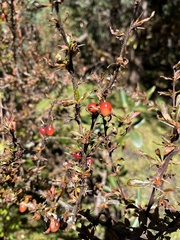 Berberis