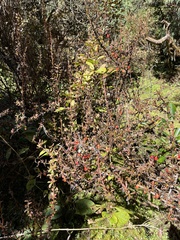 Berberis