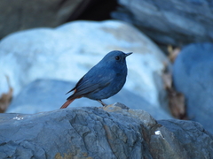 Phoenicurus fuliginosus