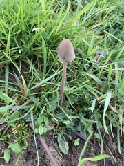 Panaeolus foenisecii
