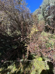 Berberis