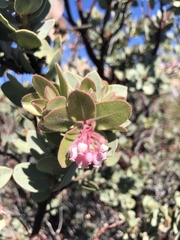 Arctostaphylos pringlei drupacea