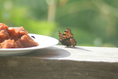 Nymphalis polychloros