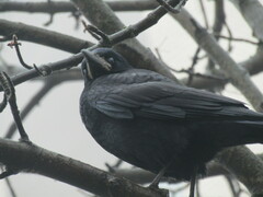 Corvus frugilegus