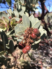 Arctostaphylos pringlei drupacea