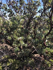Arctostaphylos pringlei drupacea