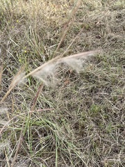 Andropogon virginicus