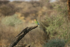 Agapornis roseicollis