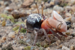 Austruca annulipes