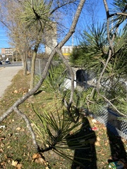 Pinus nigra