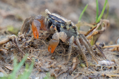 Sesarmidae