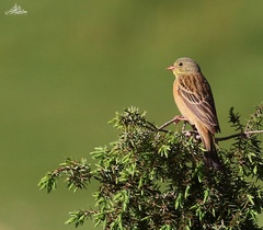 Emberiza hortulana