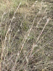 Andropogon virginicus