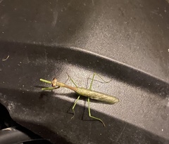 Stagmomantis resacae