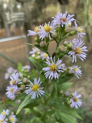 Symphyotrichum elliottii