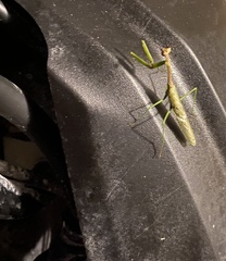 Stagmomantis resacae