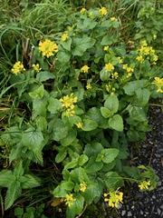 Brassiceae