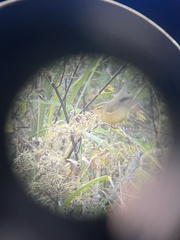 Phylloscopus affinis