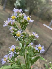 Symphyotrichum elliottii