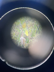 Phylloscopus affinis