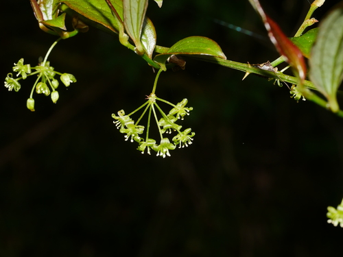Smilax discotis, photograph 3
