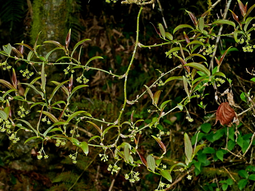 Smilax discotis, photograph 4