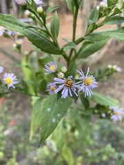 Symphyotrichum elliottii