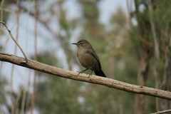 Cercotrichas coryphoeus