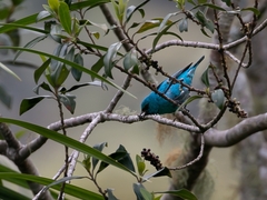 Dacnis nigripes