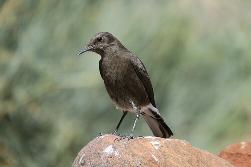 Mountain Chat (Myrmecocichla monticola), photo 9