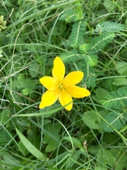 Zephyranthes pulchella