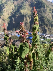 Colquhounia coccinea