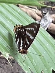 Praetaxila statira