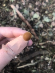 Pholiotina rugosa