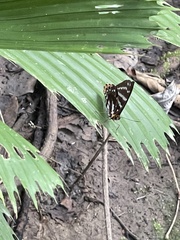 Praetaxila statira