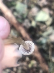 Pholiotina rugosa
