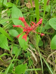 Odontonema