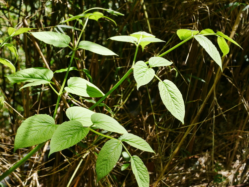 Image of Aralia cordata by (c) Jacy Chen, some rights reserved (CC BY)