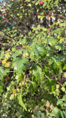 Crataegus monogyna
