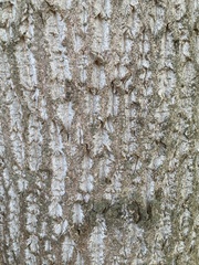 Liriodendron chinense