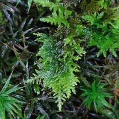 Thuidium tamariscinum